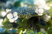 Hydrangea