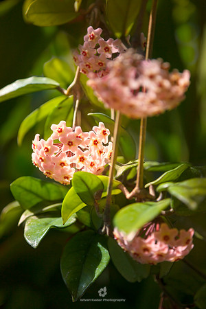 The Wax Plant (Hoya Carnosa)
