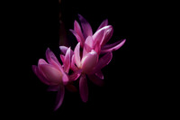 "Beauty In Nature", "Black Background", Cacti, Close-Up, "Differential Focus", Epiphyllum, Flower, Fragility, Freshness, Nature, "No People", Schlumbergera, Epis