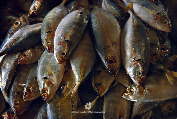Fishmarket