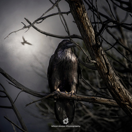 The Crow