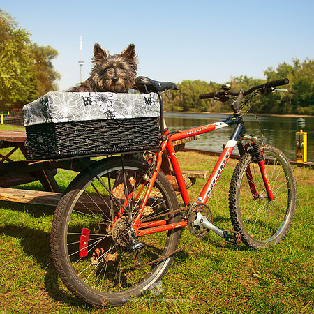 Basket of Dog