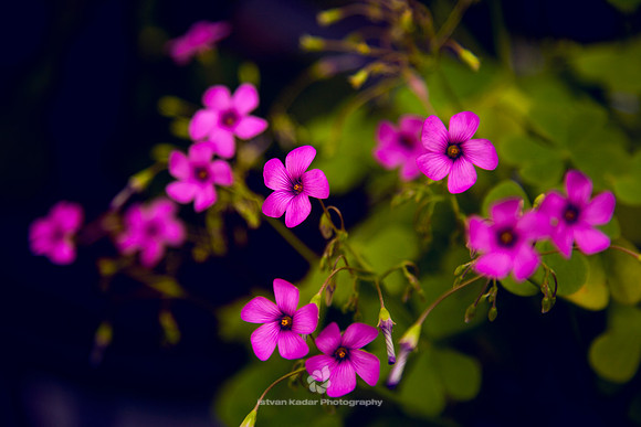 Shamrock Flower Bulbs