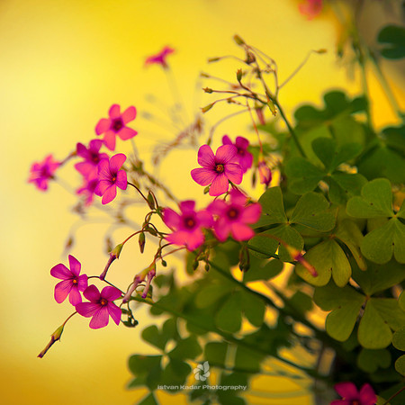 Lucky Clovers