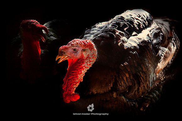 Turkeys