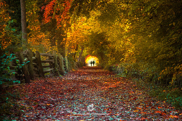 Autumn Tunnel - 2012