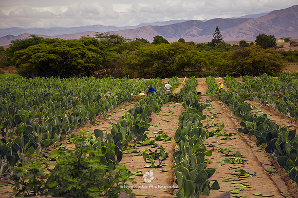 Cochineal Farming on Opuntia Plantation