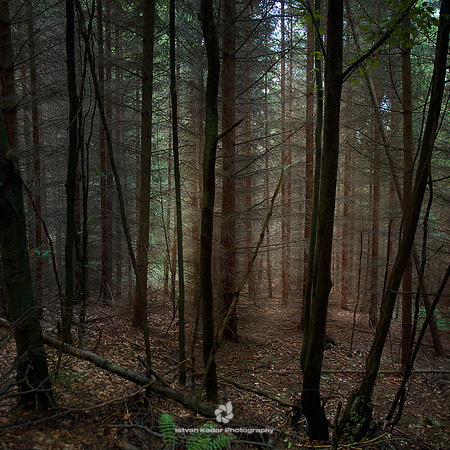 Beech Forest