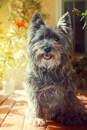 "Cairn Terrier", Pipacs, cute, dog, eyes, furry, gaze, looking, outdoor, portrait, shaggy, stare, terrier, sunny,