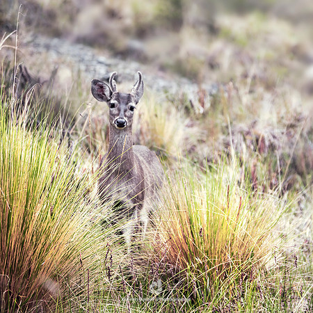 Deer along the Inca Trail