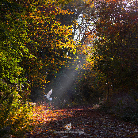 Ray of Light - 2012