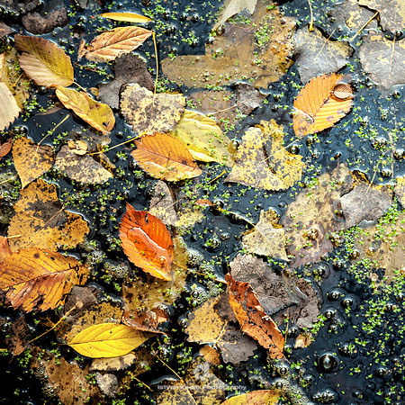 Autumn Soup