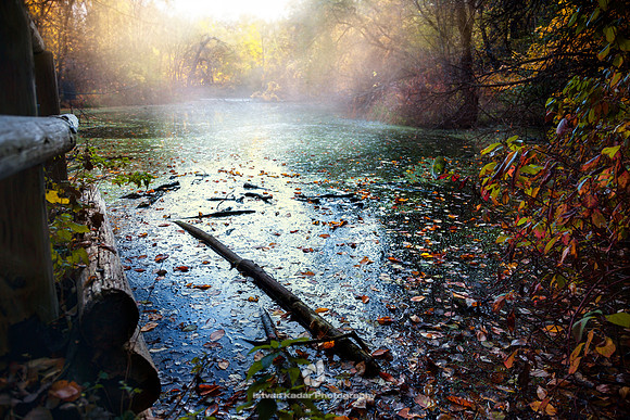 Chilled Pond - 2012