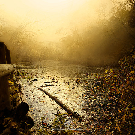 Golden Pond - 2012