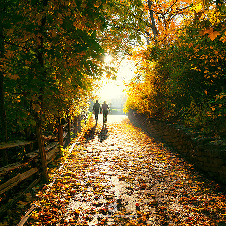 Autumnal Walk - 2012