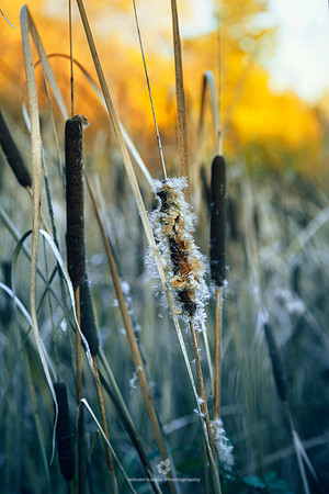 Bulrush
