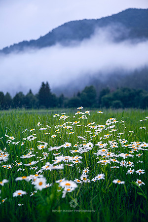 Daisy Stars
