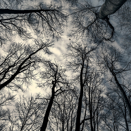 Sky-reaching Trees