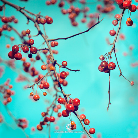 Winter Red (Ilex verticillata)