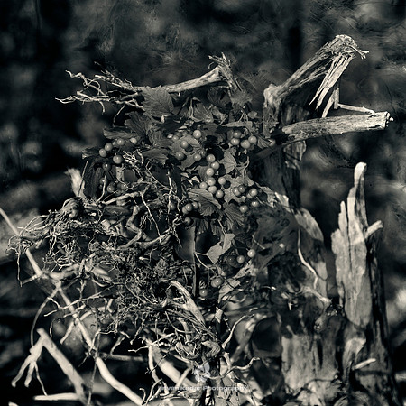 Berries & Branches