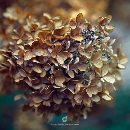 Beautiful Death