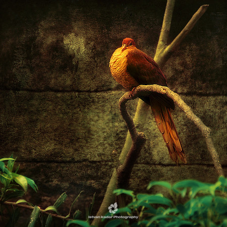 Golden Silence