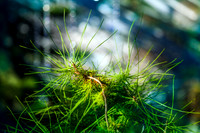 Pine Scent Rises