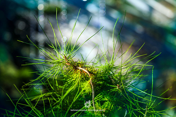 Pine Scent Rises