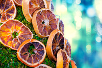 Orange Winter Tree