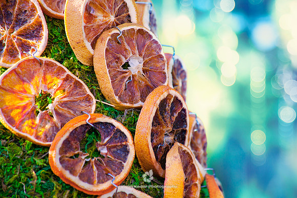 Orange Winter Tree