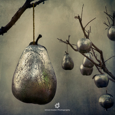 Silver Fruit Tree