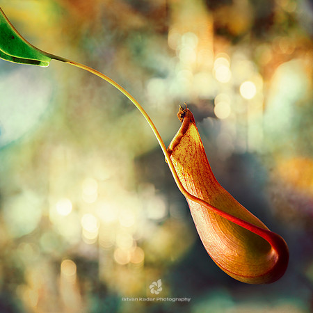 The Pitcher Plant
