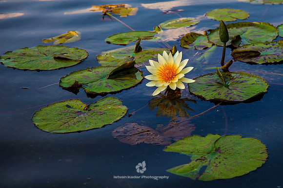Water Lily