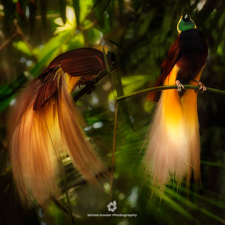 Greater Bird of Paradise