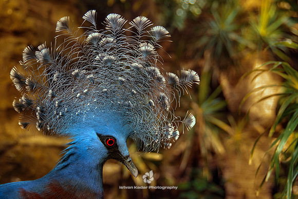 Western Crowned Pigeon