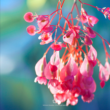 Angel Wing Begonia