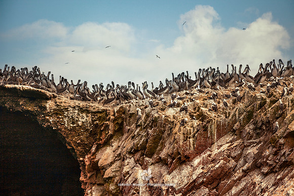 Peruvian Pelicans & Boobies
