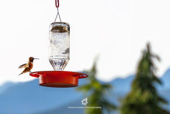 Animal, "Animals In The Wild", Bird, "Black-chinned Hummingbird", "British Columbia", Canada, Drinking, "Environmental Issues", Feeding, Foraging, Horizontal, Hummingbird, Nature, "No People", Outdoor