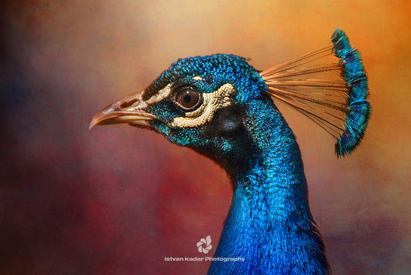 Male Peacock Head