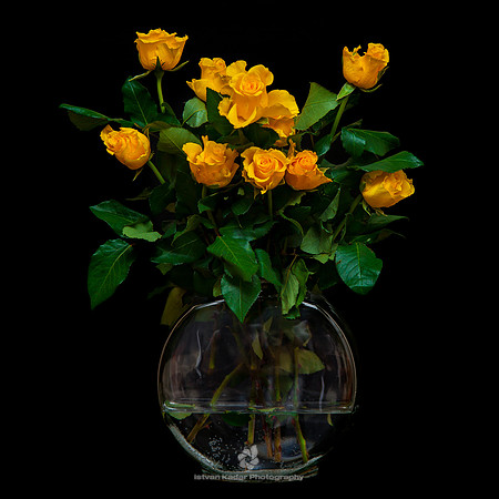 Gladness of the Roses