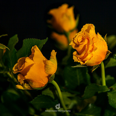 Yellow Roses