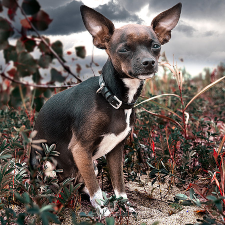 Chihuahua