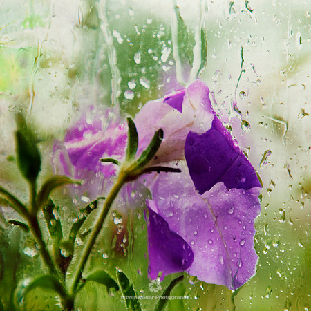 Rainy Day