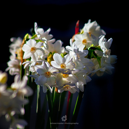 Unrequited Love Flowers