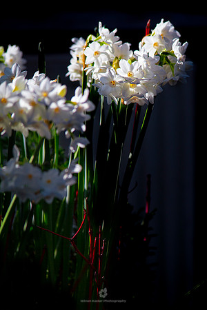 Narcissus
