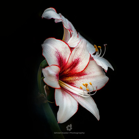 Lilium