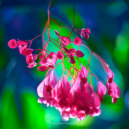 The Love Flowers