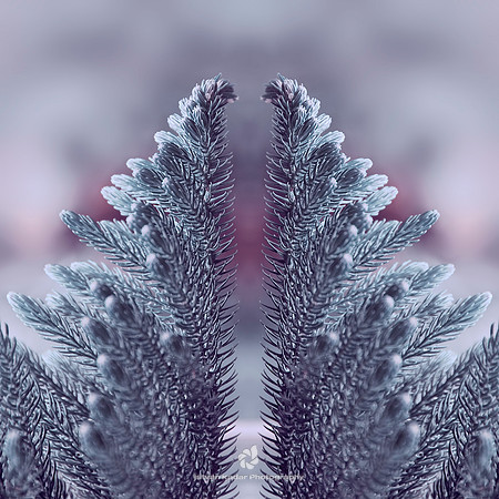 Silver Pine