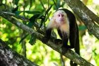 White-faced Capuchin Monkey
