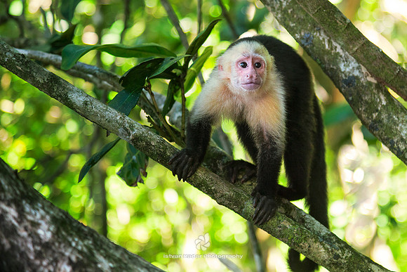 White-faced Capuchin Monkey